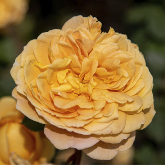 English Rose Golden Celebration®, C5 interface.image 4