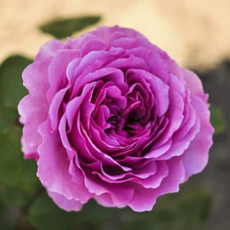 Rosa floribunda Adore Aroma®, С3 interface.image 2