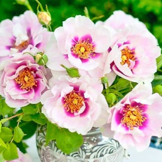 Rosa floribunda Eyes for You®, C5 interface.image 5