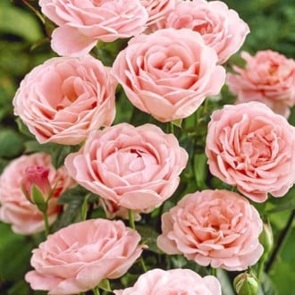 Rosa floribunda Perfume Fashion®, C3 interface.image 6