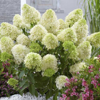 Ramo de hortensias Skyfall Frenne PBR, С2 interface.image 2