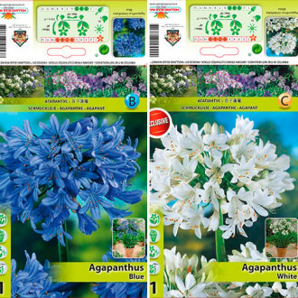 Gran oferta Agapanthus, set de 2 variedades interface.image 3