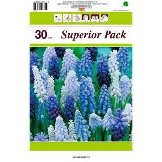 Gran oferta Muscari, lote de 30 bulbos interface.image 1