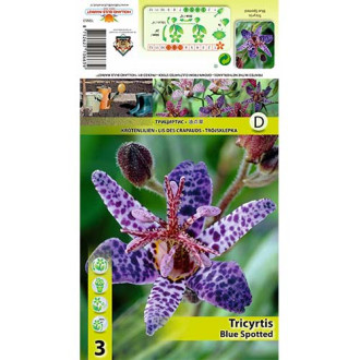 Tricyrtis Blue Spotted interface.image 1