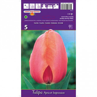 Tulipe Albaricoque Impresión interface.image 6