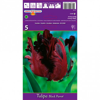 Tulipe Black Parrot interface.image 1