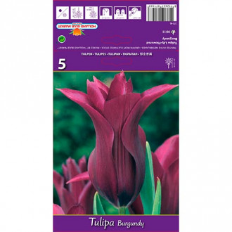 Tulipe Burgundy interface.image 2