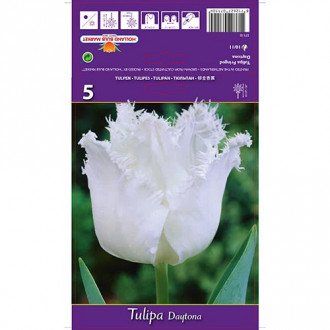 Tulipe Daytona interface.image 4