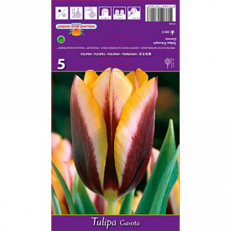 Tulipe Gavota interface.image 5