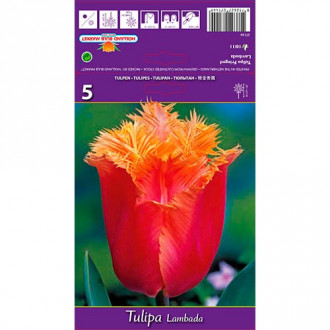 Tulipe Lambada interface.image 6