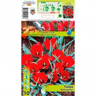 Tulipe Cazador Rojo interface.image 6