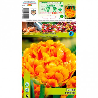 Tulipe Sunlover interface.image 6