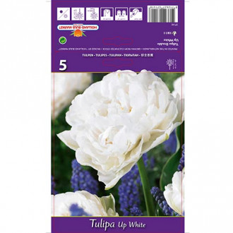 Tulipán Up White interface.image 5