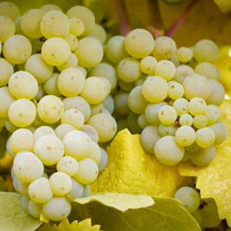 Vid de Lilla interface.image 18