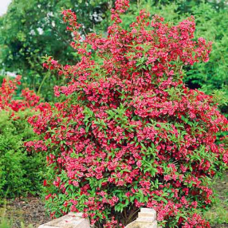 Weigela Príncipe Rojo, С2 interface.image 2