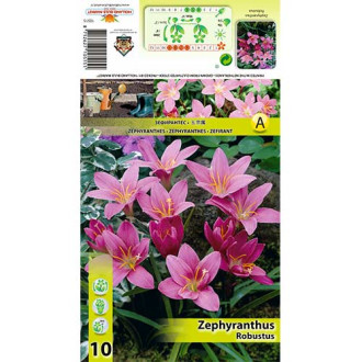 Zephyranthes Robustus interface.image 1