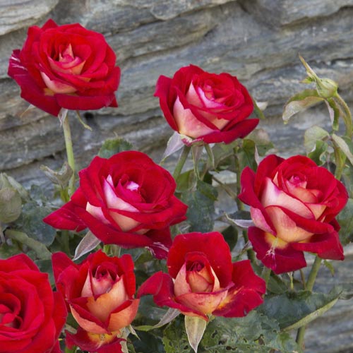 Rosa de flor grande Bicolette, root ball interface.image 3 interface.art 2106