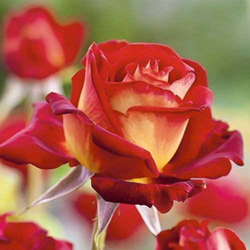 Rosa de flor grande Bicolette, root ball interface.image 2 interface.art 2106