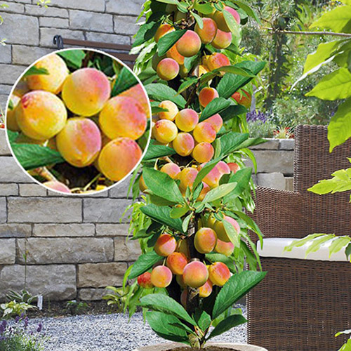 Albaricoquero columnar Prince Mart interface.art photo 1 Albaricoquero columnar Prince Mart interface.image 1 interface.art 1901