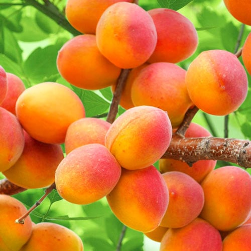 Albaricoque Perla, С2 interface.art photo 1 Albaricoque Perla, С2 interface.image 1 interface.art 7953