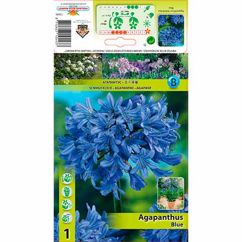 Agapanthus (Lirio africano) Azul interface.image 1 interface.art 76157