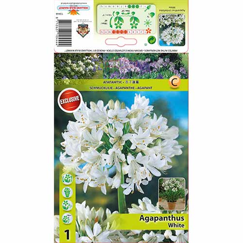 Agapanthus (Lirio africano) Blanco interface.image 1 interface.art 76158