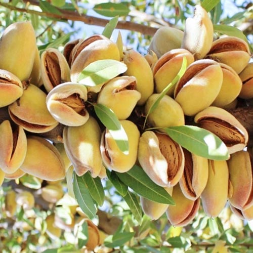 Almendra Avijor, С2 interface.art photo 1 Almendra Avijor, С2 interface.image 1 interface.art 7947