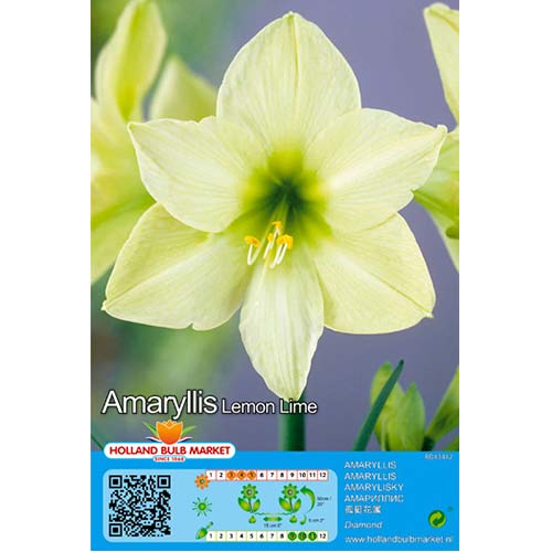 Amarilis Lemon Lime interface.image 1 interface.art 70327