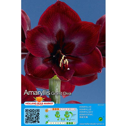 Amarilis (Hippeastrum) Grand Diva interface.art photo 1 Amarilis (Hippeastrum) Grand Diva interface.image 1 interface.art 76007