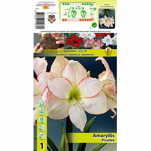Amarilis (Hippeastrum) Picotee interface.image 1 interface.art 76013
