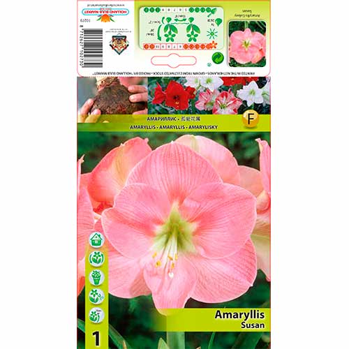 Amarilis (Hippeastrum) Susan interface.art photo 1 Amarilis (Hippeastrum) Susan interface.image 1 interface.art 76164