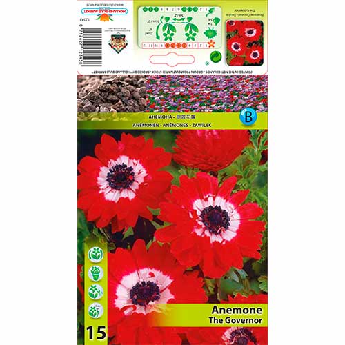 Anémona Double The Governor interface.art photo 1 Anémona Double The Governor interface.image 1 interface.art 76169