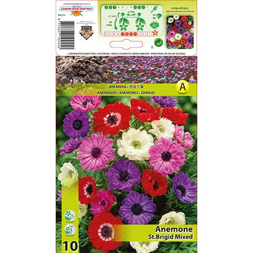 Anémona St. Brigid Mixed interface.art photo 1 Anémona St. Brigid Mixed interface.image 1 interface.art 70341