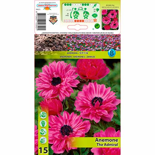 Anémona El Almirante interface.image 1 interface.art 76168