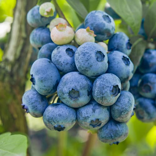 Arándano Colibri, P9 interface.image 1 interface.art 1579