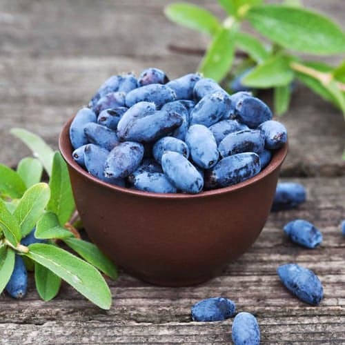 Arándano de Kamchatka Aurora, P9 interface.art photo 1 Arándano de Kamchatka Aurora, P9 interface.image 1 interface.art 1584