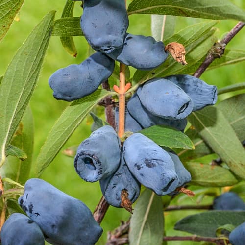 Arándano de Kamchatka Honeybee, P9 interface.art photo 1 Arándano de Kamchatka Honeybee, P9 interface.image 1 interface.art 1586