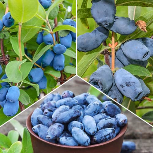 Arándano Kamchatka set, 3 plantas interface.image 1 interface.art 1589