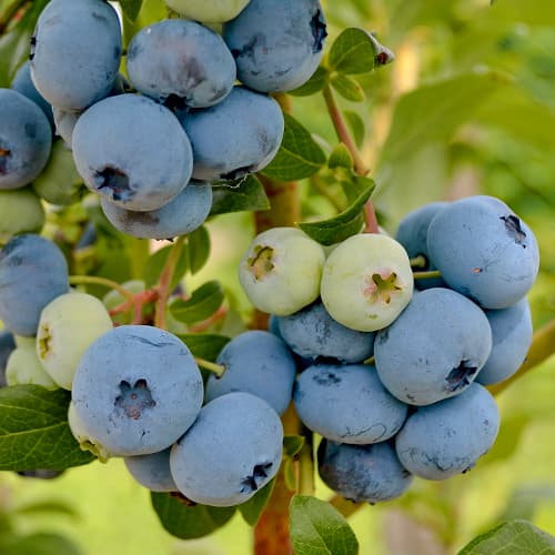 Arándano New Hanover, P9 interface.image 1 interface.art 1580