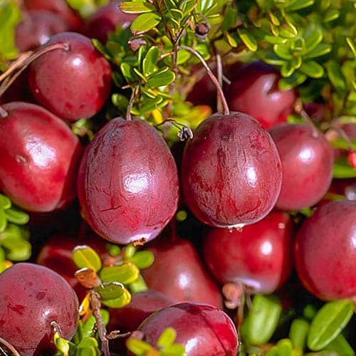 Arándano rojo de frutos grandes Ben Lear, P9 interface.image 1 interface.art 9234