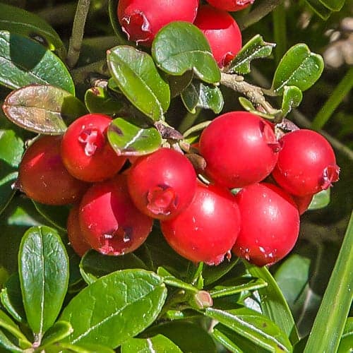 Arándano rojo de frutos grandes Early Black, P9 interface.art photo 1 Arándano rojo de frutos grandes Early Black, P9 interface.image 1 interface.art 9235