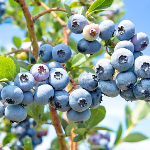 Arándano Sweetheart, P9 interface.image 1 interface.art 1581