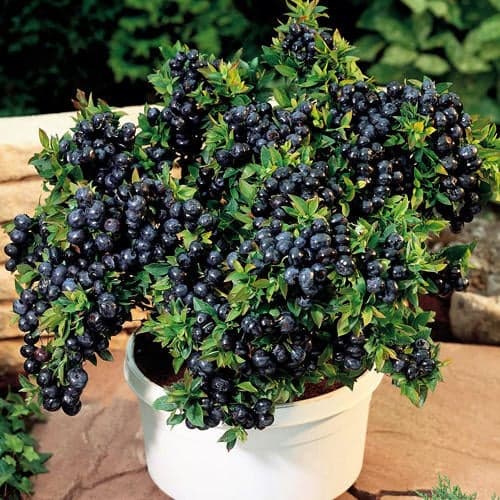 Arándano Top Hat, P9 interface.art photo 1 Arándano Top Hat, P9 interface.image 1 interface.art 9243