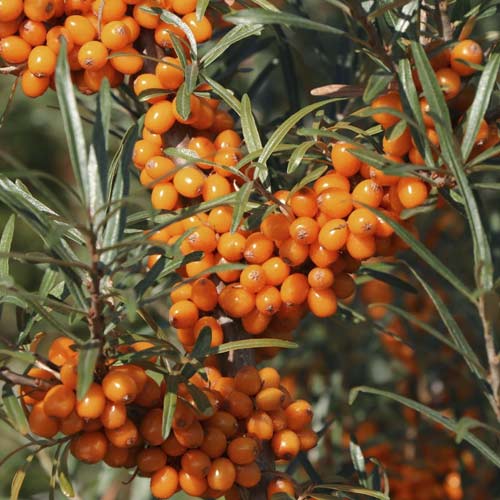 Espino Amarillo Eva, С2 interface.art photo 1 Espino Amarillo Eva, С2 interface.image 1 interface.art 8205