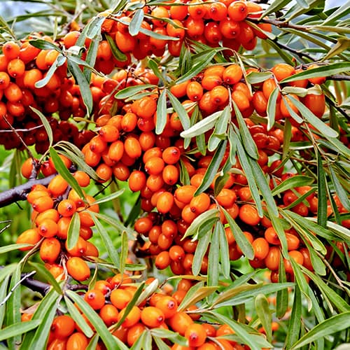 Espino Amarillo Friesdorfer Naranja, P9 interface.art photo 1 Espino Amarillo Friesdorfer Naranja, P9 interface.image 1 interface.art 5856