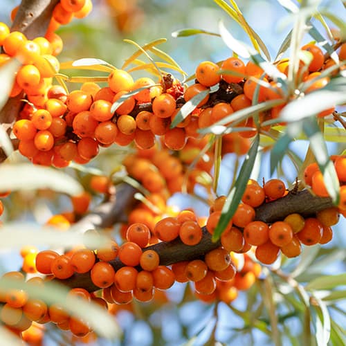 Espino Amarillo Nivelana, P9 interface.art photo 1 Espino Amarillo Nivelana, P9 interface.image 1 interface.art 5857