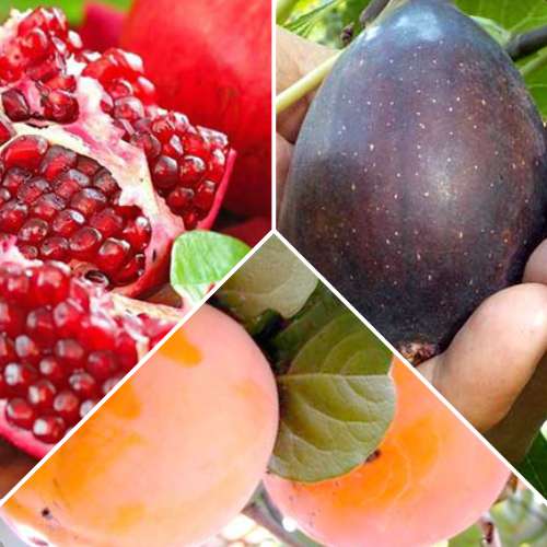 Surtido de frutas exóticas, 3 plantas interface.art photo 1 Surtido de frutas exóticas, 3 plantas interface.image 1 interface.art 4878