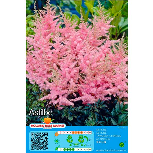 Astilbe Pink interface.art photo 1 Astilbe Pink interface.image 1 interface.art 76376