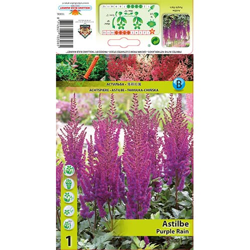 Astilbe Purple Rain interface.art photo 1 Astilbe Purple Rain interface.image 1 interface.art 77830