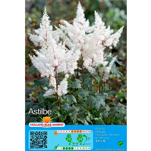 Astilbe White interface.art photo 1 Astilbe White interface.image 1 interface.art 76379